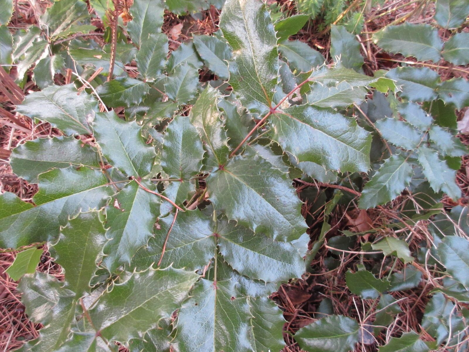 Ilex aquifolium