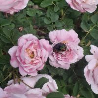 Rosa pimpinellfolia `Double Blush`