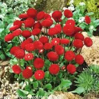 Tusensköna. Bellis perennis
