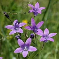 Ängsklocka Campanula patula