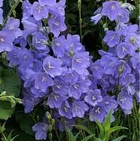 Stor blåklocka. Campanula persicifolia