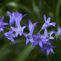 Rapunkelklocka. Campanula rapunculus