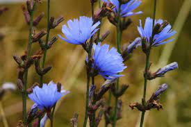 Cikoria Cichorium intybus - Bild 2