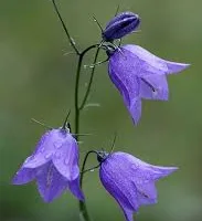 Liten blåklocka Campanula rotundifolia