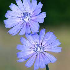 Cikoria Cichorium intybus