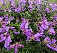 Penstemon catrdwellii