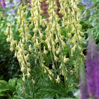 Aconitum Anthora Gul stormhatt