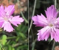 Dianthus gracilis