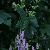 Aconitum sungpanense "Whith Wine"Slingerstormhatt.