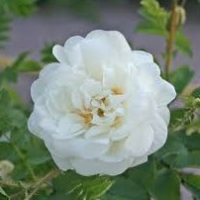 Rosa spinosissima Kakwa Ros Kakwa
