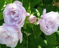 Rosa Rugosa "Snow Paverest"