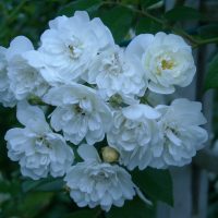 Rosa Helene "Bang Ohlsen"